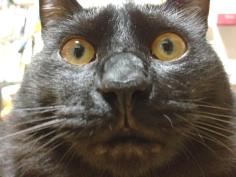 変顔ブサかわ康太と顔半分エル