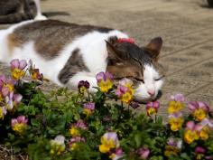 きりの一族のmana