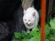 のらくろ二等兵