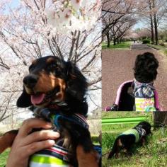 meguみるく@めぐっちゃん