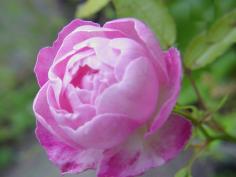 めんまねえちゃん