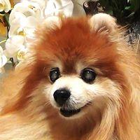 ファレノプシス