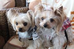 くーちゃん＆ゆず