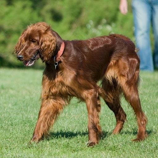 アイリッシュ・セッター