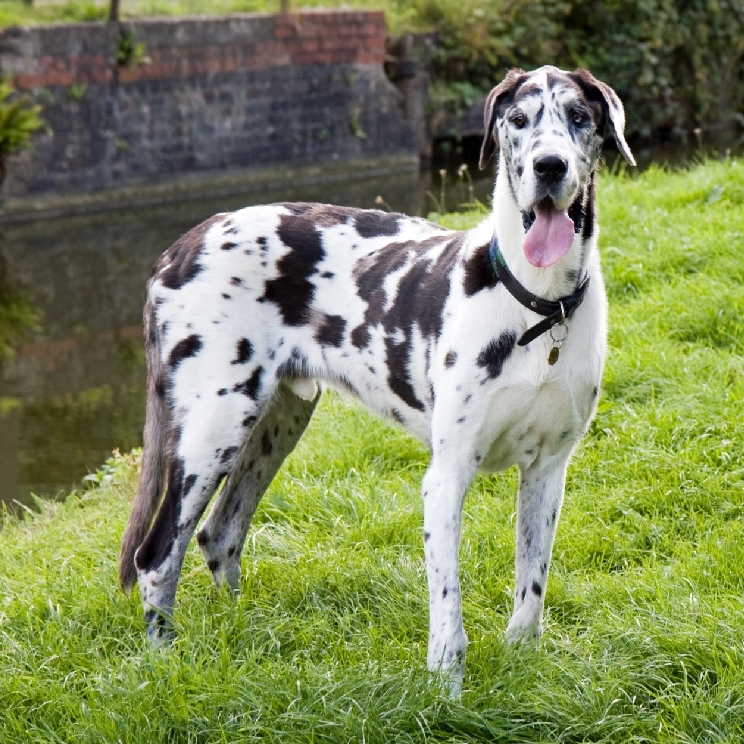 グレート･デーン