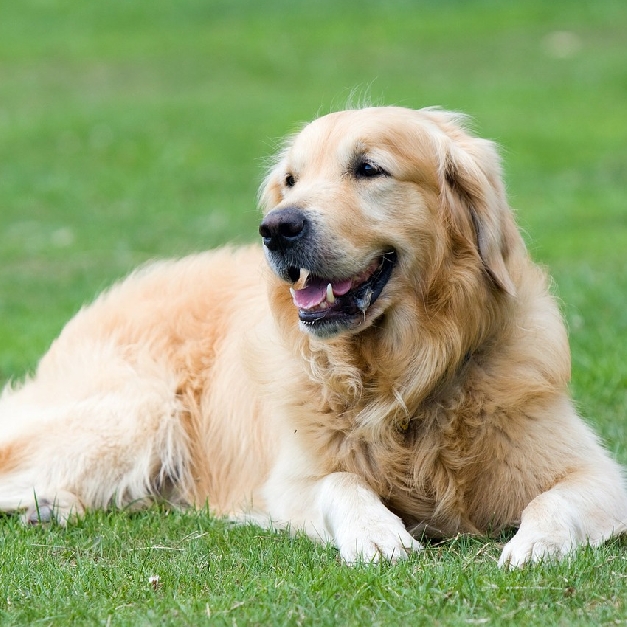 ゴールデン・レトリーバー
