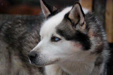 シベリアン･ハスキー