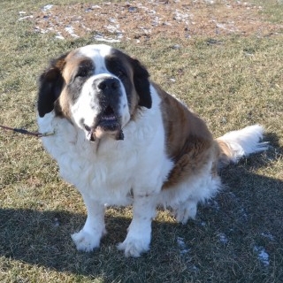 セント･バーナード