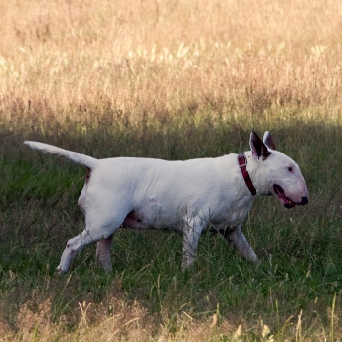 ブル・テリア