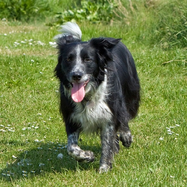 ボーダー・コリー