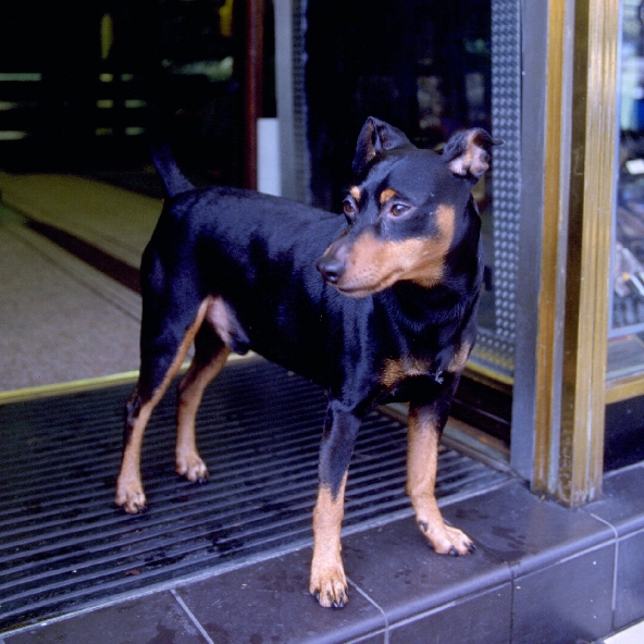 ミニチュア・ピンシャー