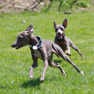 イタリアン･グレーハウンド