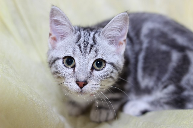 アメリカンショートヘア