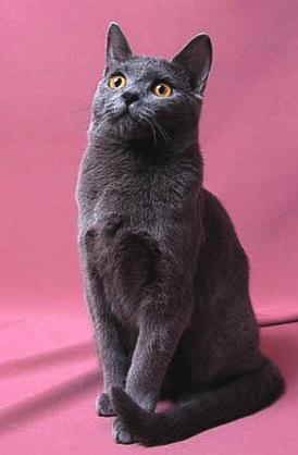 シャルトリュー