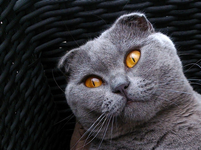 スコティッシュフォールド