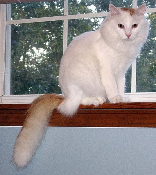 ターキッシュバン