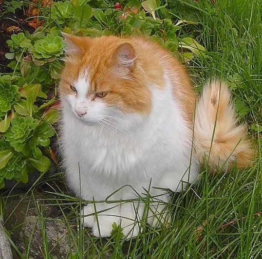 ノルウェージャンフォレストキャット