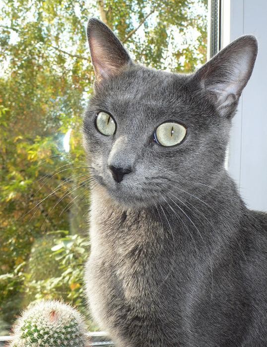 ロシアンブルー