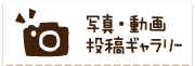写真・動画投稿ギャラリー